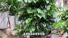 八角金盘的养殖方法和注意事项