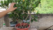 养茶花，用果皮肥加米醋，催得拳头大的花朵，花色更绚烂