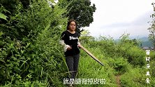 苗大姐玉米地掰牛草，一挑70斤走在田坎上，饿了吃两碗米饭