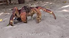 假如被椰子蟹夹一下，会怎么样看完一阵后怕