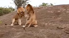 雄狮之间的斗争，上前就开战，太猛了！