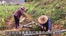 农村人真聪明用竹筒种淮山不仅大条而且直，挖的时候省时又省心