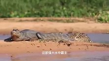 动物：一头猎豹正在捕食，不料自己也被当成了猎物