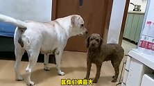赛文看不顺眼石榴这个儿媳妇，天天上演婆媳大战