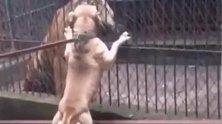 这只老虎太憋屈了，被一只比特犬“欺负”：敢放我出来试试？