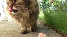 流浪猫吃鸡肉，虽然很饿，但依然吃的很斯文，就是蚂蚁多了点！