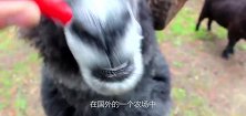 山羊无意舔了下电网，从此一发不可收拾，最后被农场主给宰了
