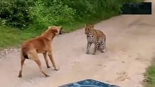 感人！花豹突然窜出，主人瞬间受威胁，大黄竟然以死相拼！