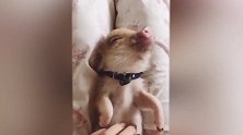 宠物猪躺在床上，主人给他饶痒痒，看他的样子那么享受！