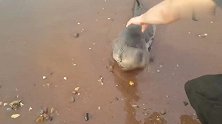 小海豹跑到沙滩上来玩，游客帮它按完摩想送它回海里，还不乐意了