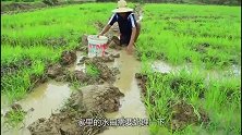 爆笑：大哥前面犁地，小弟后面捡鱼，半小时捡了一大筐，好羡慕！