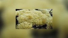 竹子中长出的“天然燕窝”价值不菲按克来卖