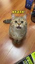 小猫咪还学会顶嘴了！！
