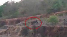 两头野象闯入大学校园 印度林业部门出动近20人将其赶回森林