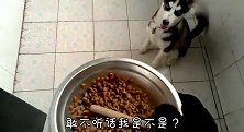 哈士奇护食，主人耐心教育，结果二哈直接把狗盆打翻！