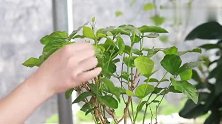 茉莉花花败后做好4件事，花开一波更比一波多！