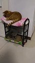 猫：上铺的兄弟你的尾巴掉下来了！