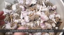 原来大蒜上藏有一个小机关，轻轻一捏蒜皮就可完整脱落，真实用！