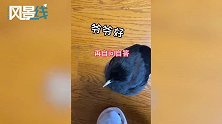 八哥鸟时隔9年仍记得过世主人的声音 一项新技能令家人恍惚落泪