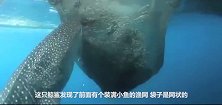聪明鲸鲨发现捕鱼网有洞，立刻狂吸模样超疗愈，镜头记录全过程