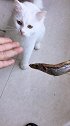猫：铲屎的，这么点小鱼干还不够塞牙缝呢！