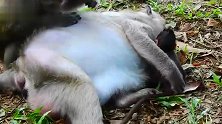 你这个坏猴仔，吃的停不下来