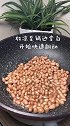 糖霜花生做法来了，香甜适中，酥脆开胃
