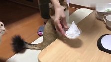 主人给猫咪做刨冰，猫咪却不满意，猫：给你个眼神自己体会去