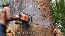 男子砍伐百年大树，大树一直往外“喷水”难道是流泪了