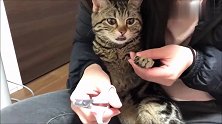 主人给猫咪剪指甲，猫咪龇牙咧嘴的一脸担忧：看准了再剪
