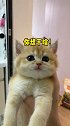 好奇怪……明明是银渐层怎么焦黄呢……越来越像陈八方了萌宠出道计划