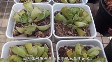 言言介绍两种长相奇葩的多肉，第2种叫不出名字，你认识吗？