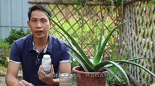 它是养芦荟的“好宝物”，久不久用点它，新叶片蹭蹭长，肥厚翠绿