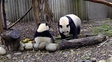 熊猫妈妈：你在晃个啥子，宝宝你莫摔了快上来！