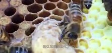 如果蜂王死了，几小时后其它蜜蜂会变得怎么样看完太佩服了