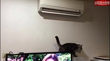 主人开了冷气了猫咪还不信，非得要亲自测出风口才满意！