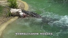 狮子鳄鱼狭路相逢，以一敌三，鳄鱼最终的结局会如何