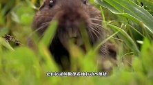 直击地鼠挖洞现场，简直是一部活体钻地机，镜头记录全过程
