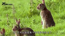 兔子翻过来四脚朝天时，会马上睡着睡觉的样子让人眼冒桃心