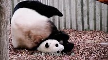 熊猫宝宝掉下山坡，妈妈的反应太尴尬，网友：是亲妈吗？