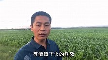 车前草为啥那么受大家喜爱？原来好处有这么多，老五用它来做啥？