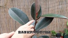 打造橡皮树棒棒糖，学会两招，新芽长满枝
