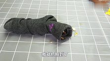 小仓鼠钻到主人的臭袜子里面，出来后主人却嫌弃了