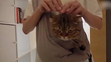 主人好会玩儿，把猫咪装进随身袋子里，这下可以出去玩了！