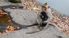 坏母猴想抛弃小猴子，可怜的猴崽苦苦哀求恶毒的妈妈终于回心转意