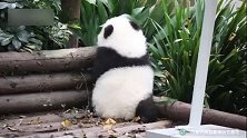 熊猫宝宝：最萌的后脑勺，你说你咋就那么吸引人呢？