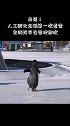 呆萌！人工孵化企鹅第一次看雪 充满好奇在雪地撒欢#热点追踪