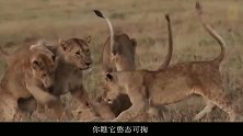 马赛人猎捕狮子真实场景：跑都跑不赢马赛人