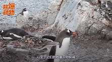 意外！发现躲藏了3000年的150万企鹅，专家啪啪打脸