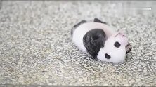 熊猫宝宝想翻个身就是起不来，网友：这不是我做仰卧起坐的样子吗
